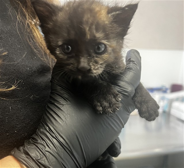 Shelter Stray Female Cat last seen Near BLOCK W MERRILL, 333 Chandler Pl, San Bernardino, CA 92408, USA