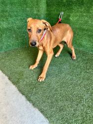 Shelter Stray Female Dog last seen , 5210 W Ave I, Lancaster, CA 93536, USA