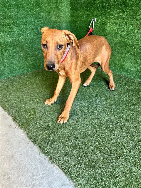Shelter Stray Female Dog last seen , 5210 W Ave I, Lancaster, CA 93536, USA