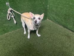 Shelter Stray Male Dog last seen , 5210 W Ave I, Lancaster, CA 93536, USA