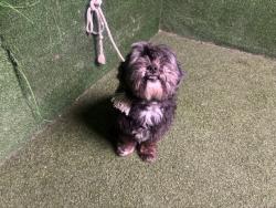 Shelter Stray Male Dog last seen , 5210 W Ave I, Lancaster, CA 93536, USA