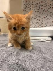 Shelter Stray Male Cat last seen Near BLOCK DWIGHT AVE, RIVERSIDE CA 92507, 6851 Van Buren Boulevard, Jurupa Valley, CA 92509, USA