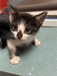 Shelter Stray Female Cat last seen Near BLOCK BLOSSOM ST, 127 Humane Ln, Columbia, SC 29201, USA