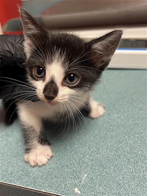 Shelter Stray Female Cat last seen Near BLOCK BLOSSOM ST, 127 Humane Ln, Columbia, SC 29201, USA