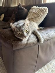 Reunited Female Cat last seen Eagleridge Antioch CA, Antioch, CA 94509