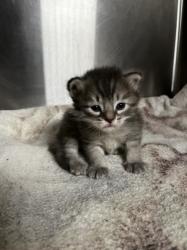Shelter Stray Male Cat last seen , West Valley Animal Shelter, 20655 Plummer St, Chatsworth, CA 91311, USA