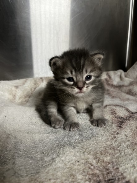Shelter Stray Male Cat last seen , West Valley Animal Shelter, 20655 Plummer St, Chatsworth, CA 91311, USA