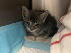 Shelter Stray Female Cat last seen FREEPORT BLVD & MEADOWVIEW RD, 2127 Front St, Sacramento, CA 95818, USA