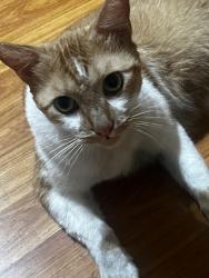 Reunited Male Cat last seen Near S Figueroa St Los Angeles CA 90003 United States, Los Angeles, CA 90003