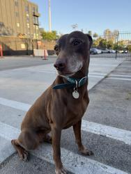 Reunited Male Dog last seen Valley Blvd and Boca Ave, Los Angeles, CA 90032
