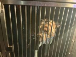 Shelter Stray Female Dog last seen Near New London Place, Caddo Parish, LA, 1500 Monty St, Shreveport, LA 71107, USA