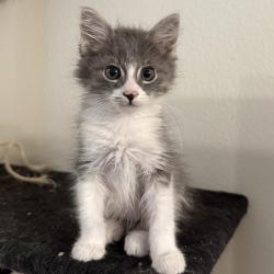 Shelter Stray Male Cat last seen , 361 S Raymond Ave, Pasadena, CA 91105, USA