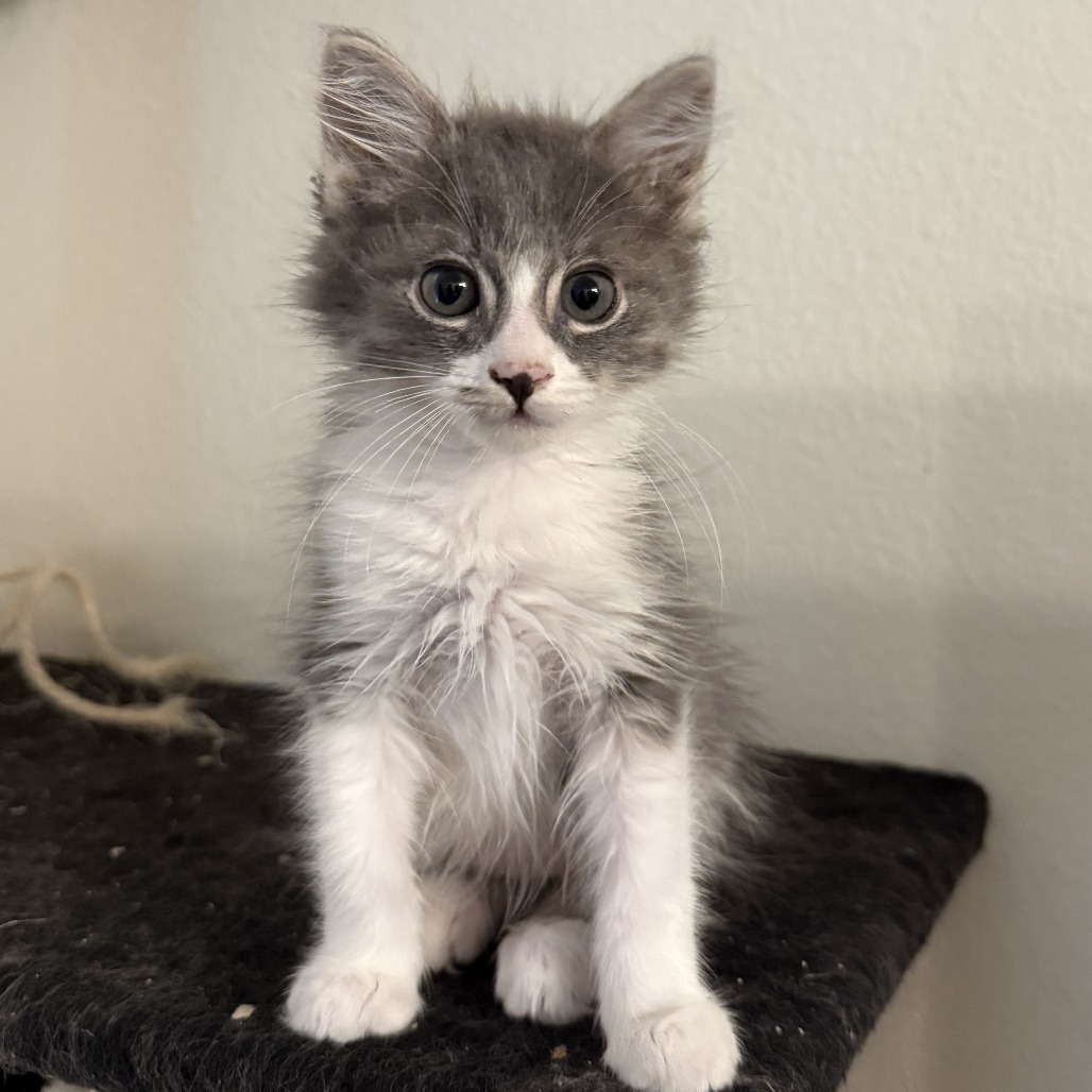 Shelter Stray Male Cat last seen , 361 S Raymond Ave, Pasadena, CA 91105, USA