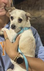 Reunited Female Dog last seen Near foothills blvd (or near tracks), Roseville, CA 95747