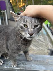 Lost Female Cat last seen mobile gas station, Hopewell Junction, NY 12533