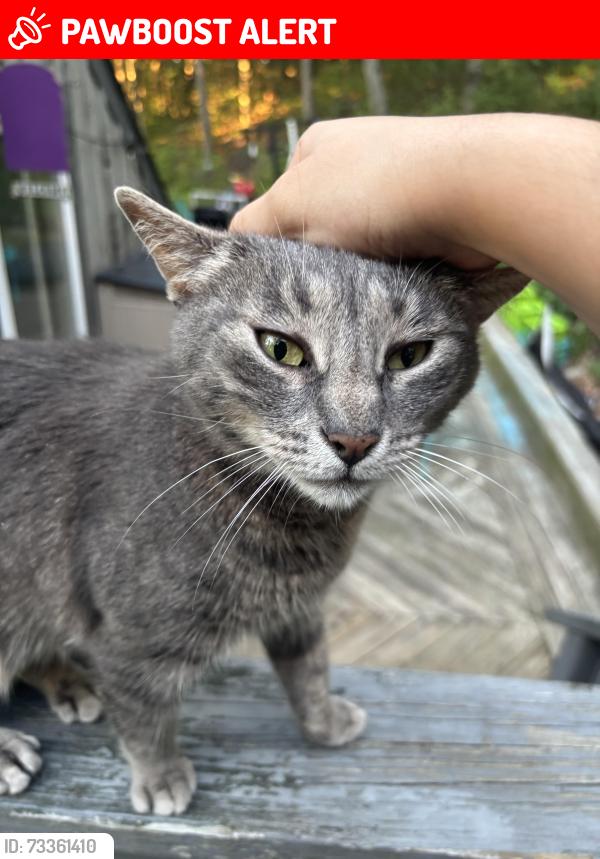 Lost Female Cat last seen mobile gas station, Hopewell Junction, NY 12533