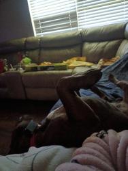 Reunited Male Dog last seen Applewood lane, Murfreesboro, TN 37127