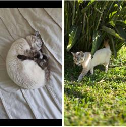 Lost Male Cat last seen Kenton Avenue, Hammondville, NSW 2170