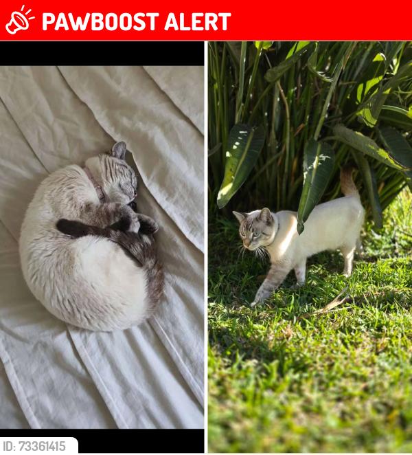 Lost Male Cat last seen Kenton Avenue, Hammondville, NSW 2170
