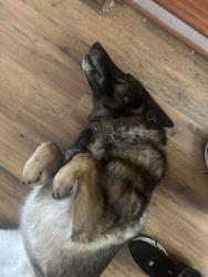 Lost Female Dog last seen Old stage road near power station and bridge, Prunedale, CA 93907