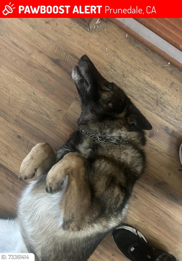 Lost Female Dog last seen Old stage road near power station and bridge, Prunedale, CA 93907