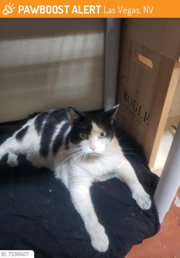 Found/Stray Unknown Cat last seen oakey and rainbow, Las Vegas, NV 89146