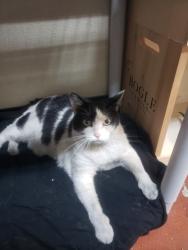 Found/Stray Unknown Cat last seen oakey and rainbow, Las Vegas, NV 89146