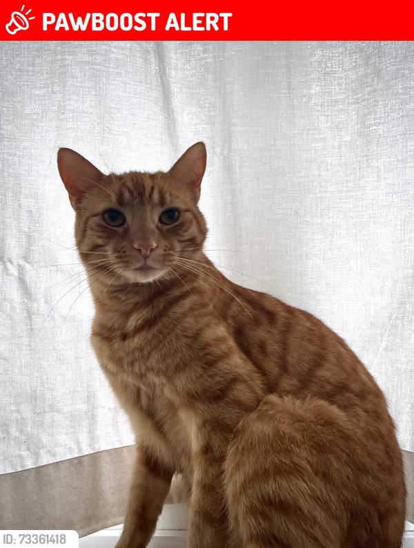 Lost Male Cat last seen Near paddock way, Surrey, England RH8 0LG