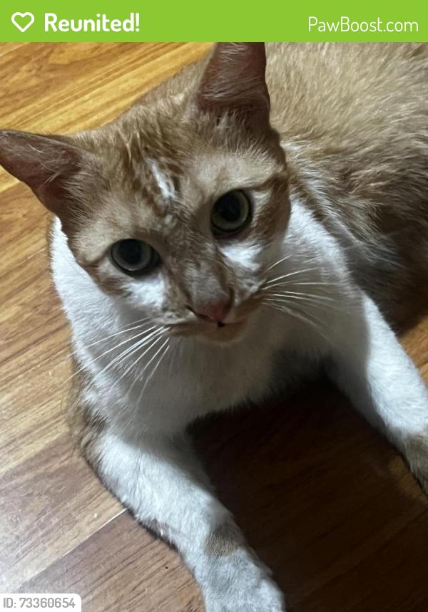 Reunited Male Cat last seen Near S Figueroa St Los Angeles CA 90003 United States, Los Angeles, CA 90003