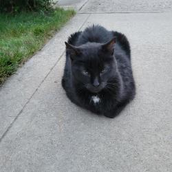 Found/Stray Unknown Cat last seen Hughes and Park, Willoughby, OH 44094