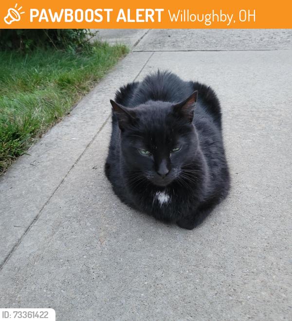 Found/Stray Unknown Cat last seen Hughes and Park, Willoughby, OH 44094