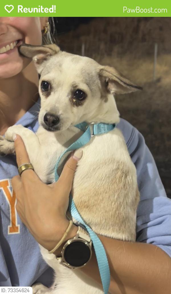 Reunited Female Dog last seen Near foothills blvd (or near tracks), Roseville, CA 95747