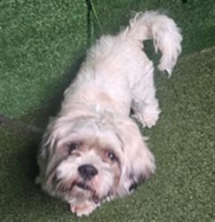 Shelter Stray Male Dog last seen , 5210 W Ave I, Lancaster, CA 93536, USA