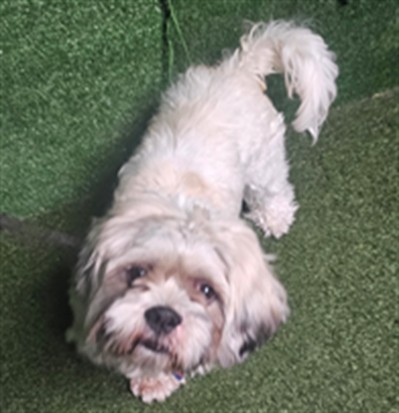 Shelter Stray Male Dog last seen , 5210 W Ave I, Lancaster, CA 93536, USA