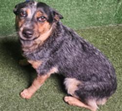 Shelter Stray Female Dog last seen , 5210 W Ave I, Lancaster, CA 93536, USA