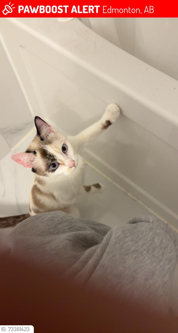 Lost Female Cat last seen West Edmonton mall, Edmonton, AB 