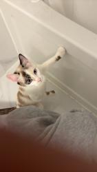 Lost Female Cat last seen West Edmonton mall, Edmonton, AB 