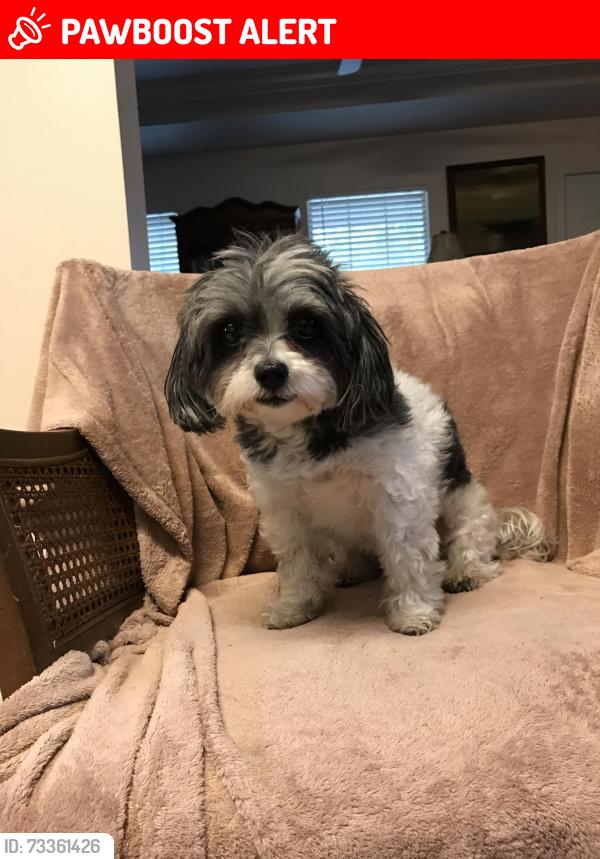 Lost Female Dog last seen Lake Catherine Dr. &. Lake Placid Drive, St. Tammany Parish, LA 70433