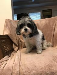 Lost Female Dog last seen Lake Catherine Dr. &. Lake Placid Drive, St. Tammany Parish, LA 70433