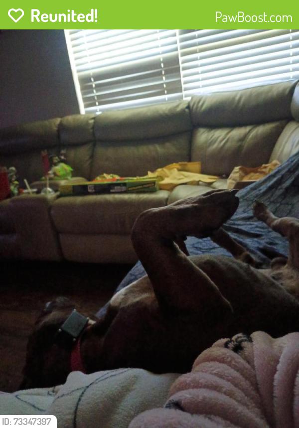 Reunited Male Dog last seen Applewood lane, Murfreesboro, TN 37127