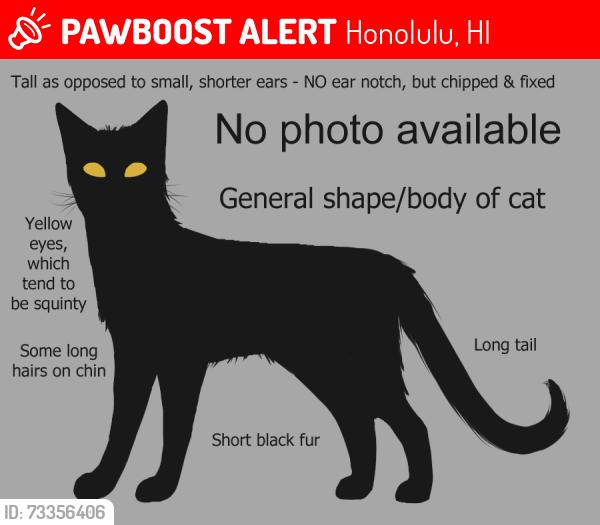 Lost Male Cat last seen Walmart, but could be around Rycroft St, Sheridan St, and all adjacent streets and neighborhoods, Honolulu, HI 96814