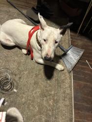 Found/Stray Male Dog last seen Norris road, Bakersfield, CA 93308