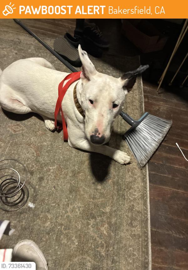 Found/Stray Male Dog last seen Norris road, Bakersfield, CA 93308