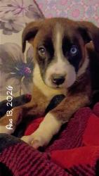 Lost Female Dog last seen Near Independence Ave, Kansas City, MO 64125, Kansas City, MO 64125
