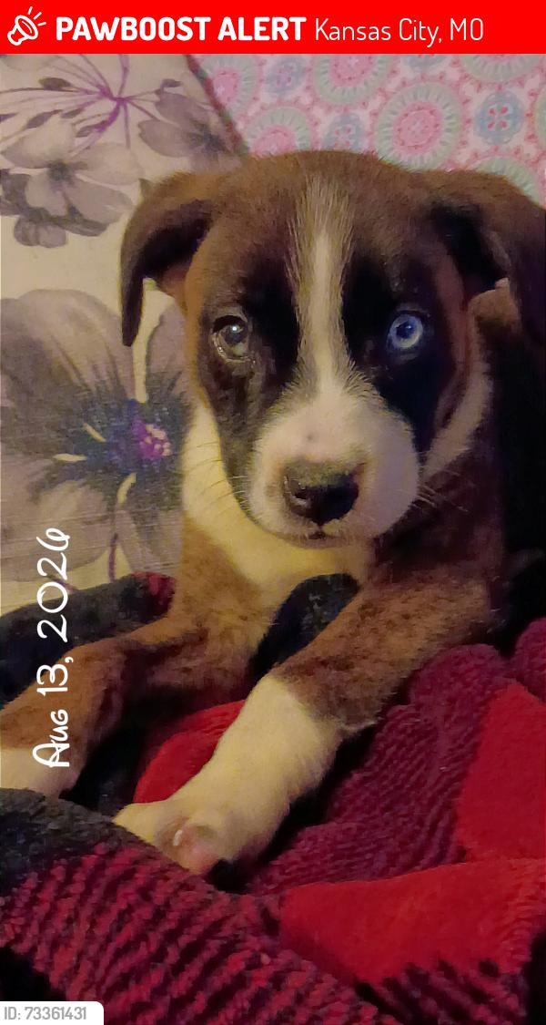 Lost Female Dog last seen Near Independence Ave, Kansas City, MO 64125, Kansas City, MO 64125