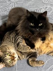 Lost Female Cat last seen N Concord road, Chattanooga, TN 37421