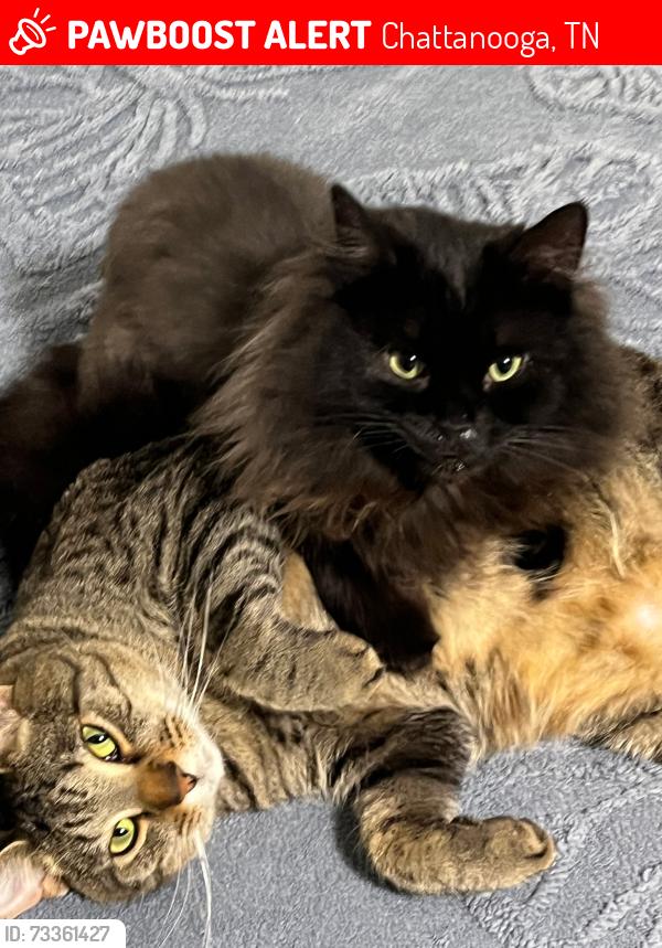 Lost Female Cat last seen N Concord road, Chattanooga, TN 37421