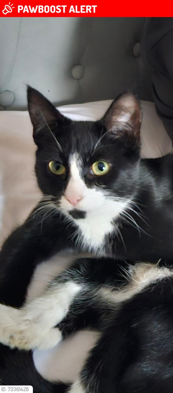 Lost Female Cat last seen Andrews road PO5 1EX, Portsmouth, England PO5 1EX