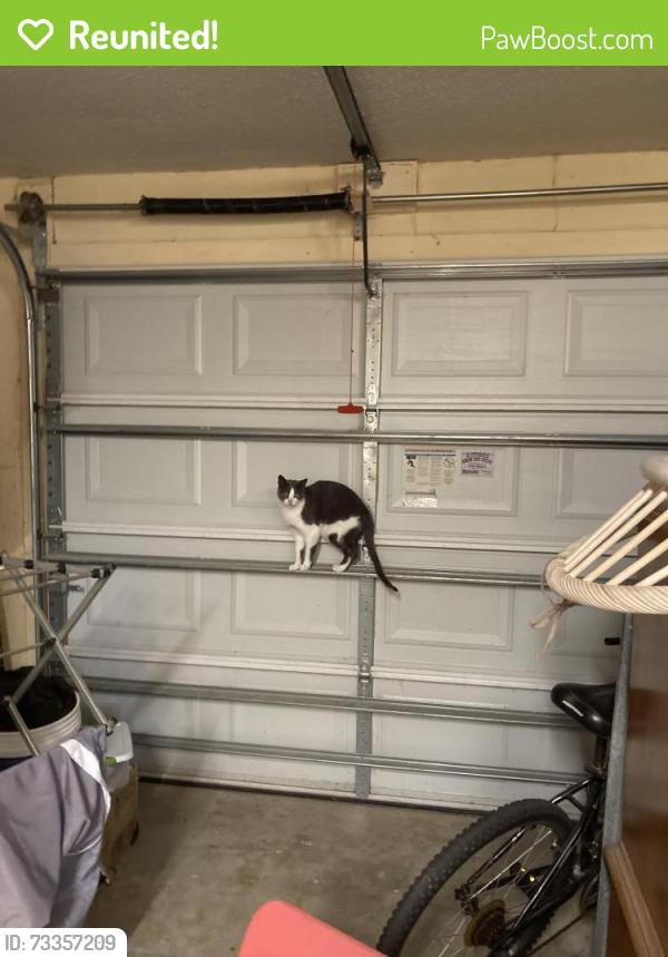 Reunited Male Cat last seen Mandarin rd, San Carlos Park, FL 33967