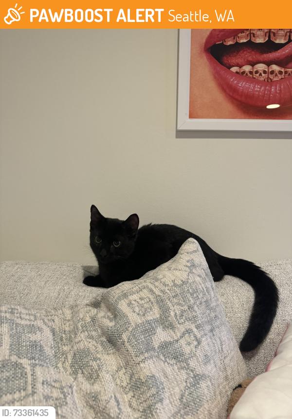 Found/Stray Male Cat last seen Belltown, Seattle, WA 98124